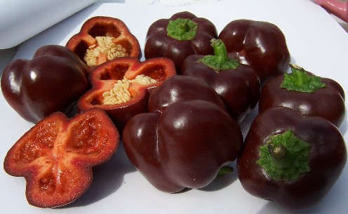 Sweet Chocolate Pepper seed  Capsicum annuum